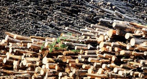 智利的木材资源